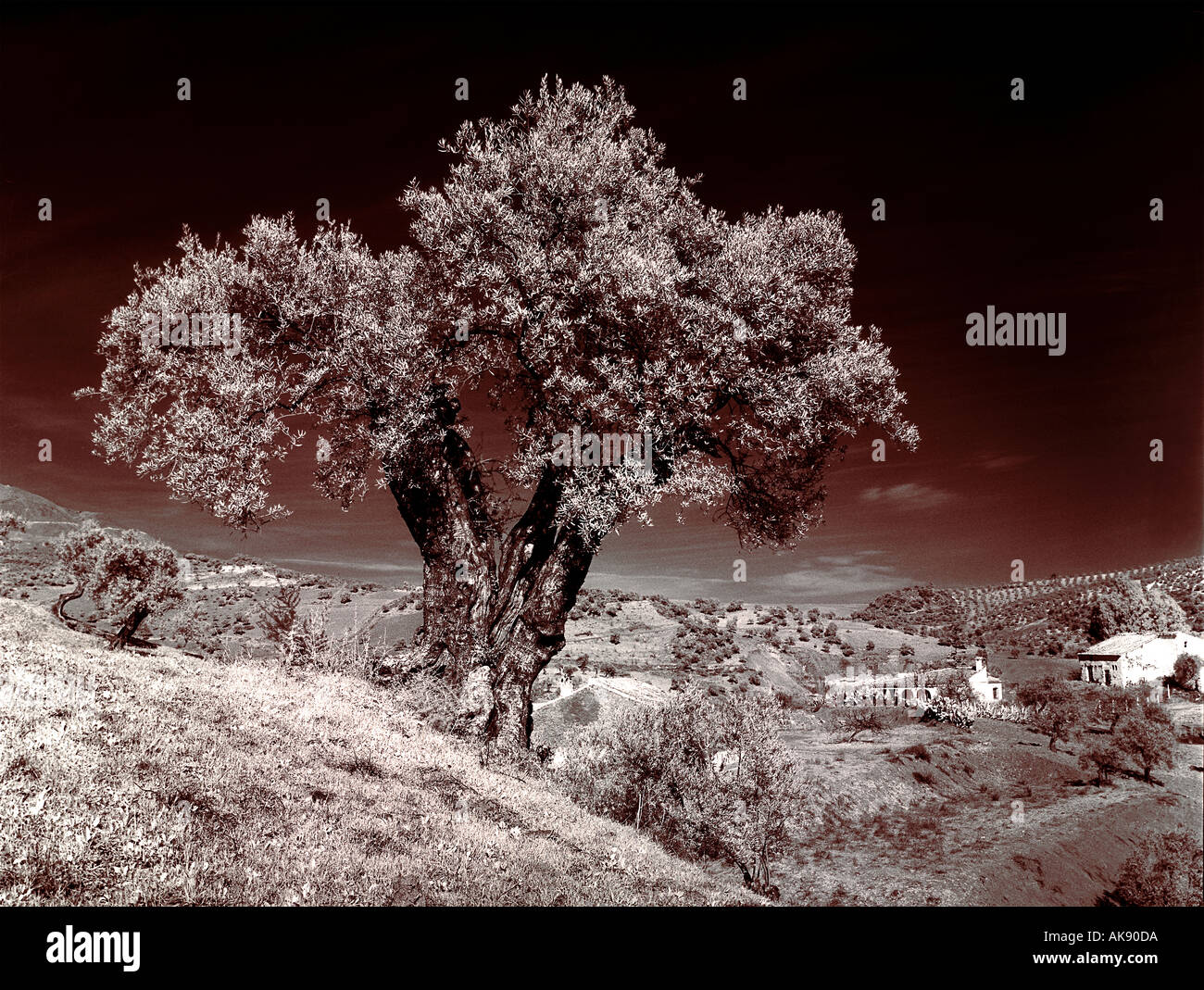 olive trees ronda andalucia spain infra red black and white Stock Photo ...