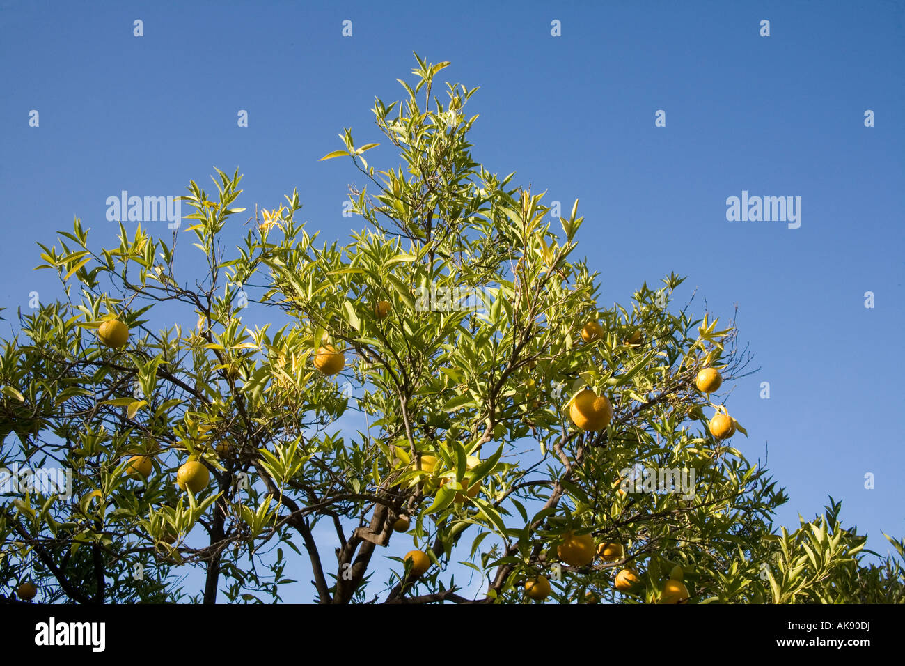 Oranges ripening on the tree Marrakesh Morocco. Stock Photo