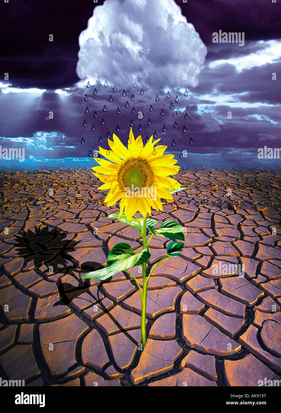 sunflower growing in dry desert Stock Photo Alamy