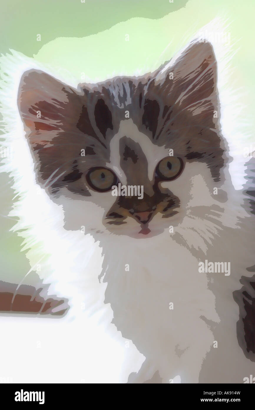 Backlit kitten Stock Photo