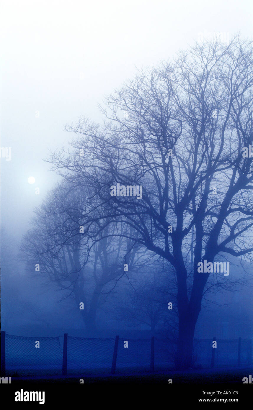 trees in mist evening winter eastbourne east sussex england uk Stock Photo