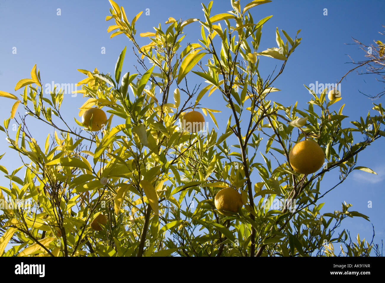 Oranges ripening on the tree Marrakesh Morocco. Stock Photo