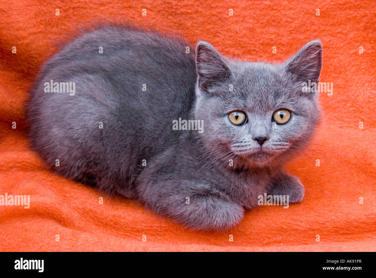 British shorthair blue kitten Stock Photo Alamy