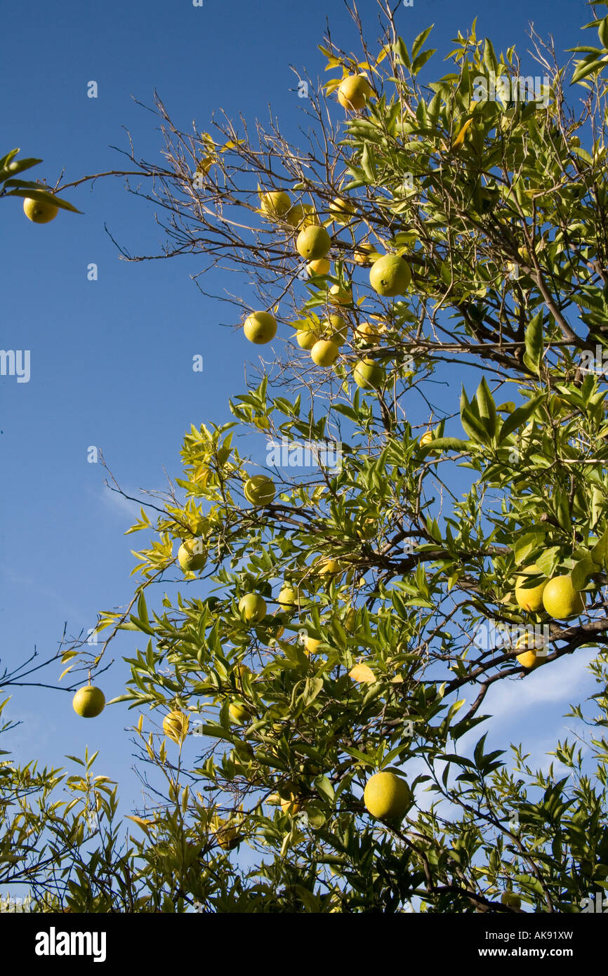 Oranges ripening on the tree Marrakesh Morocco. Stock Photo