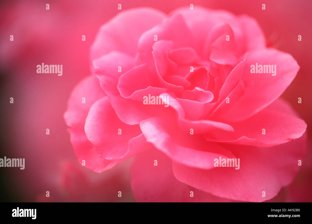 Rose Pflanzen plants Rosengewaechse Rosaceae Blumen flowers
