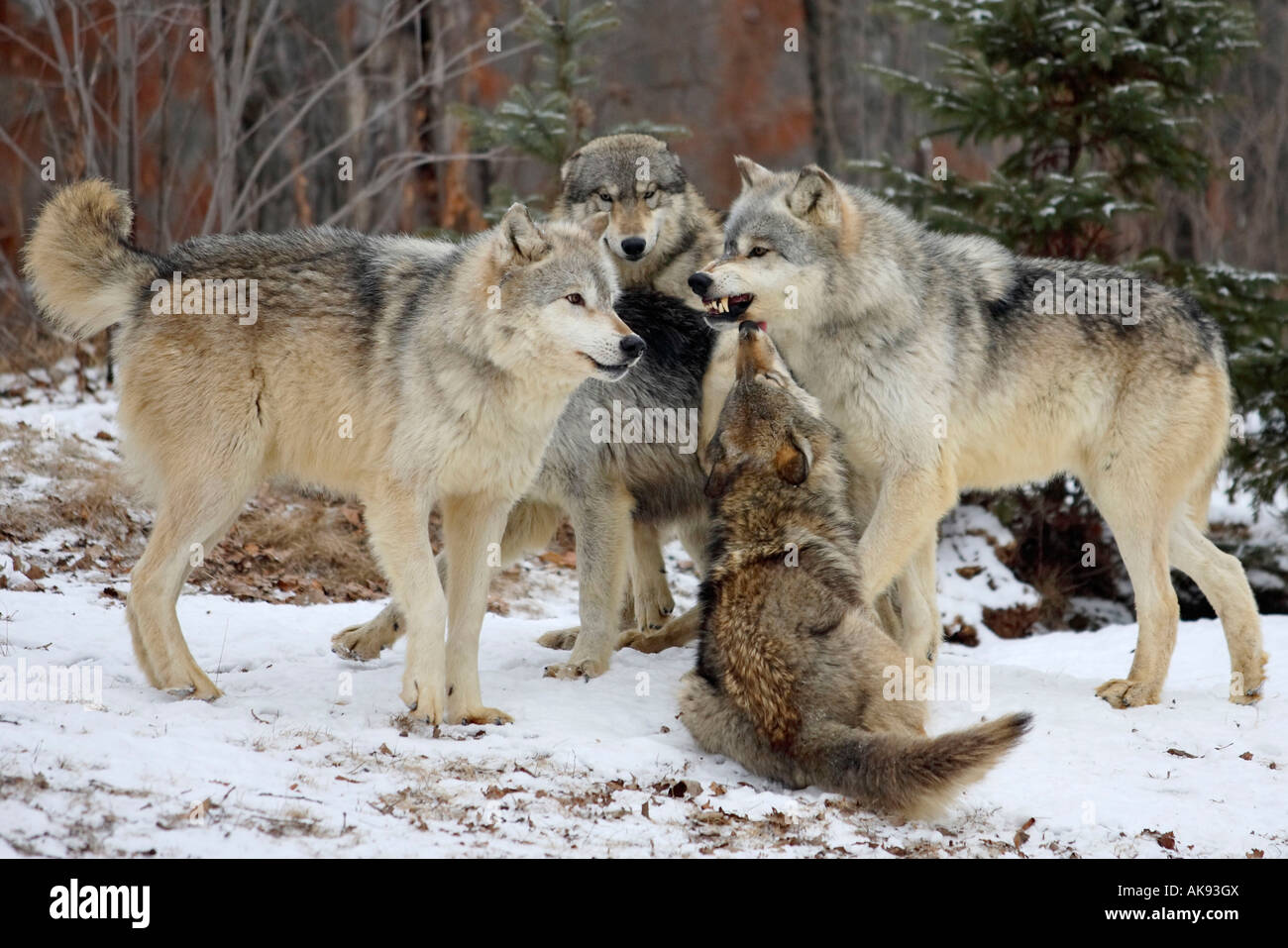 Social behaviour wolves hi-res stock photography and images - Alamy