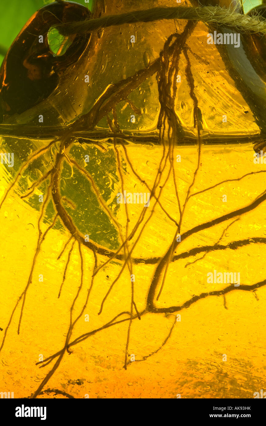 Plant Roots Rooting In Water Glass Vase Yellow Stock Photo