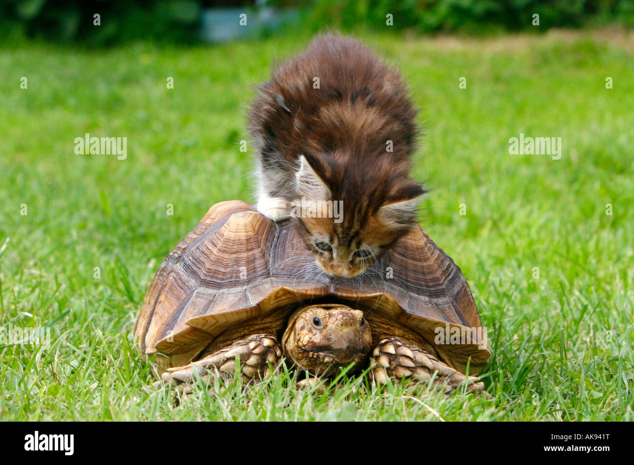 Maine Coon Cat and Tortoise Stock Photo Alamy