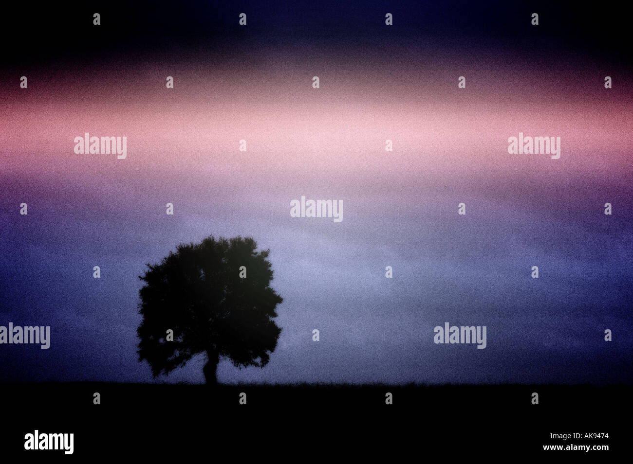tree in landscape Stock Photo - Alamy