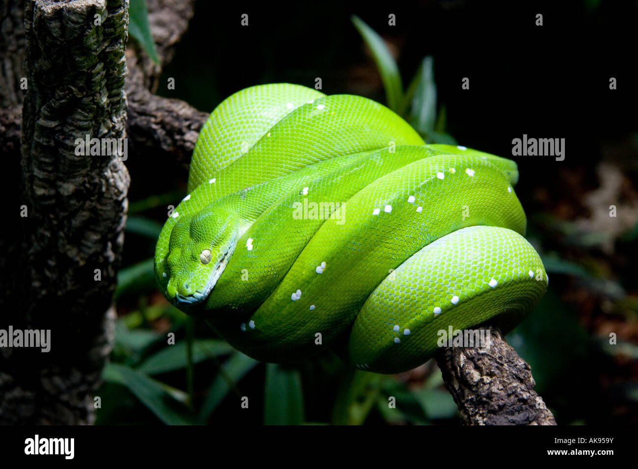 Sleeping snake hires stock photography and images Alamy
