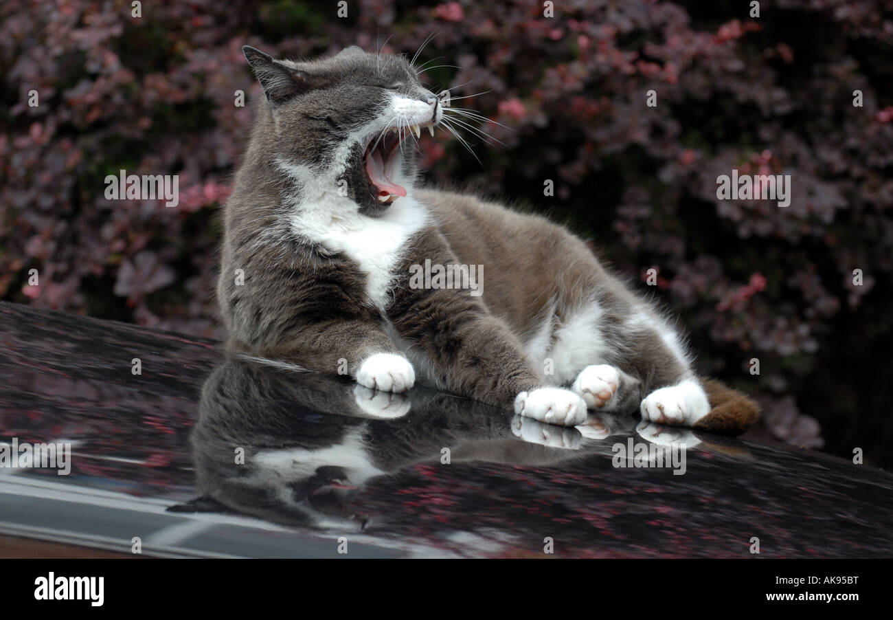 Sitting on the car hires stock photography and images Alamy