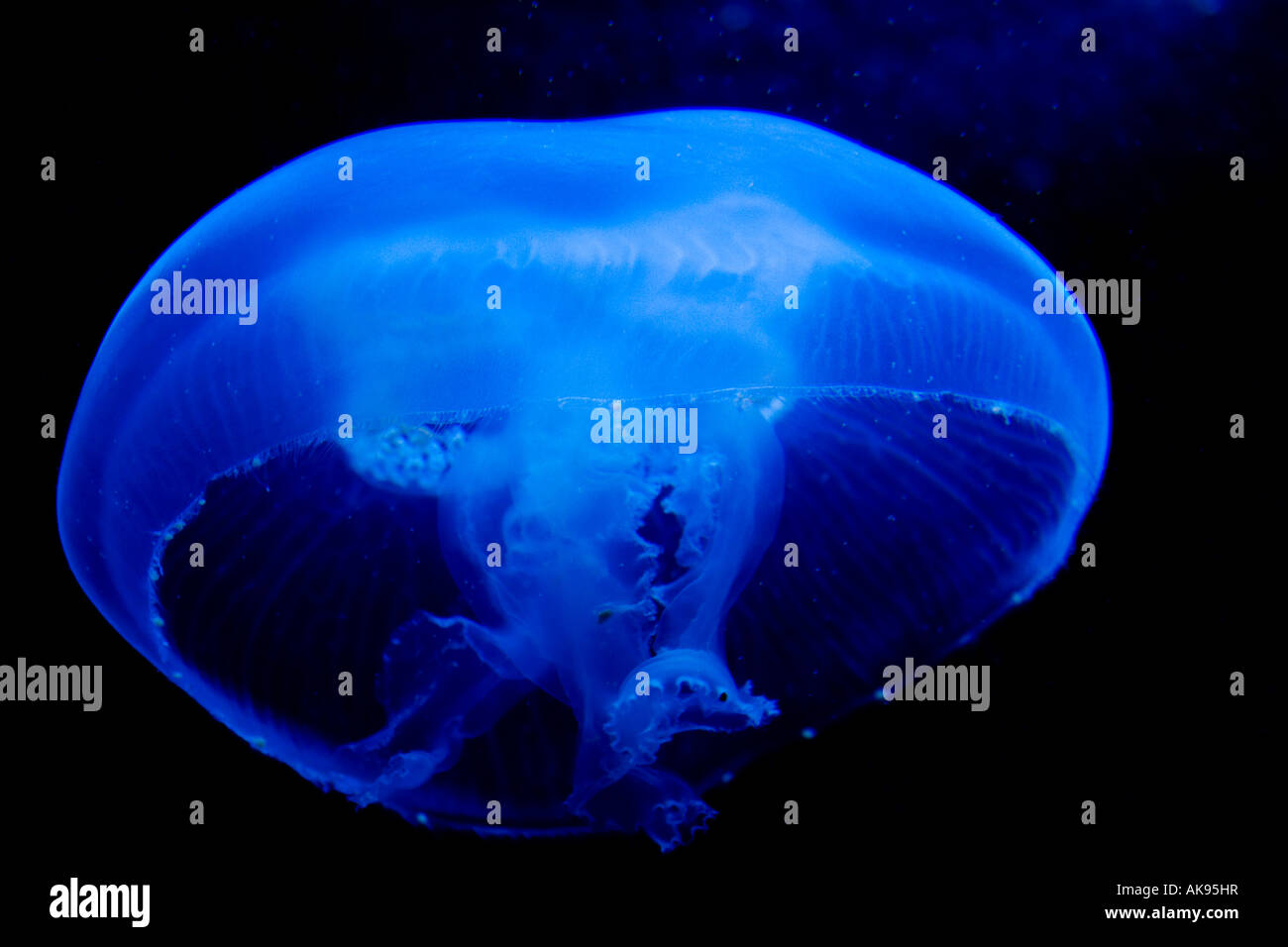 Luminous jellyfish hi-res stock photography and images - Alamy