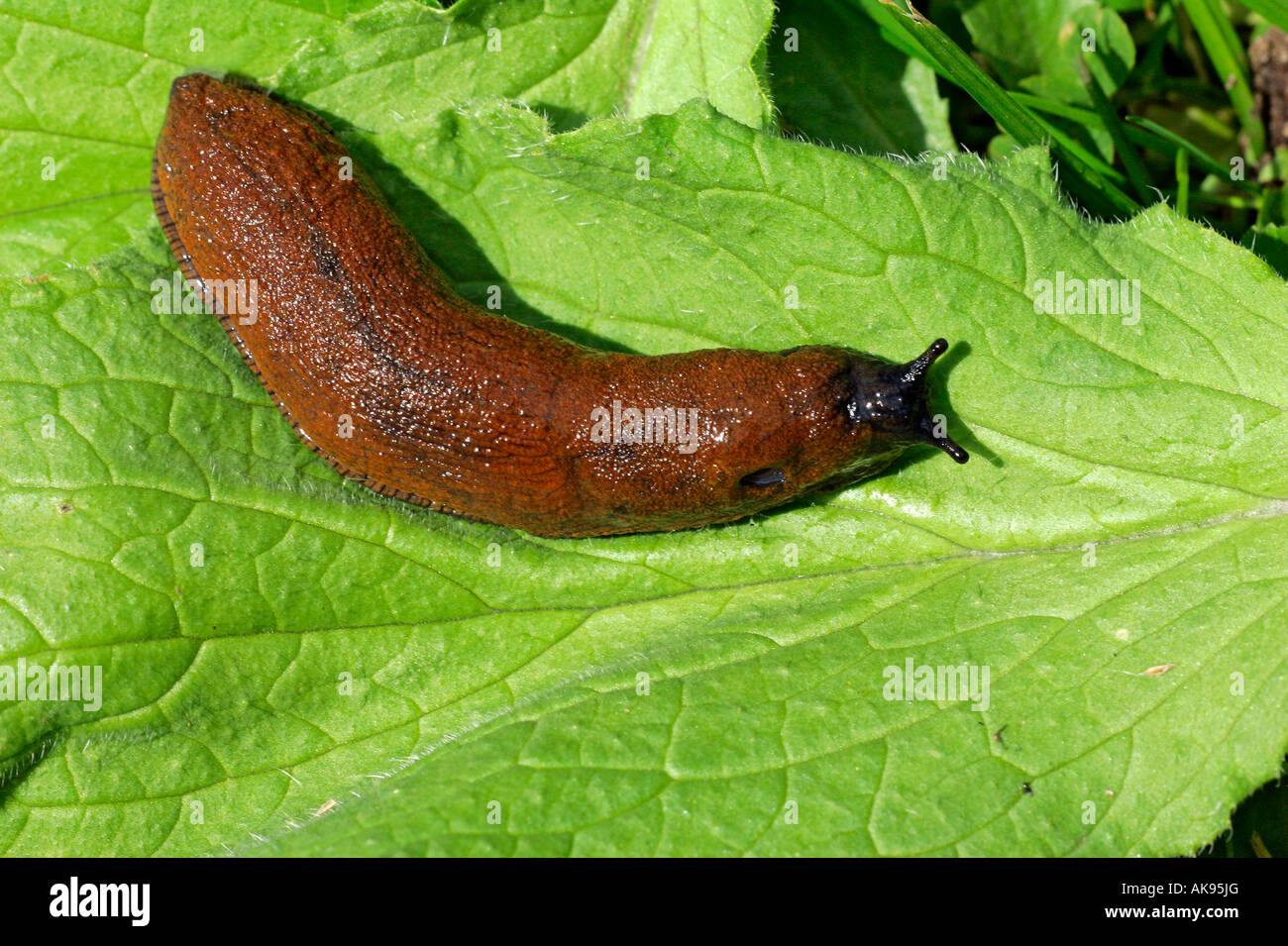 Slug hi res stock photography and images Alamy