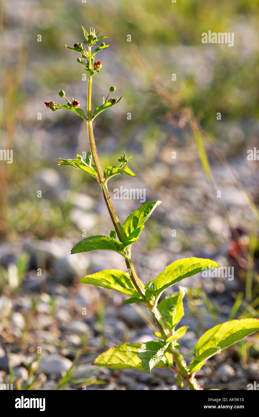 Green Figwort Scrophularia umbrosa Stock Photo