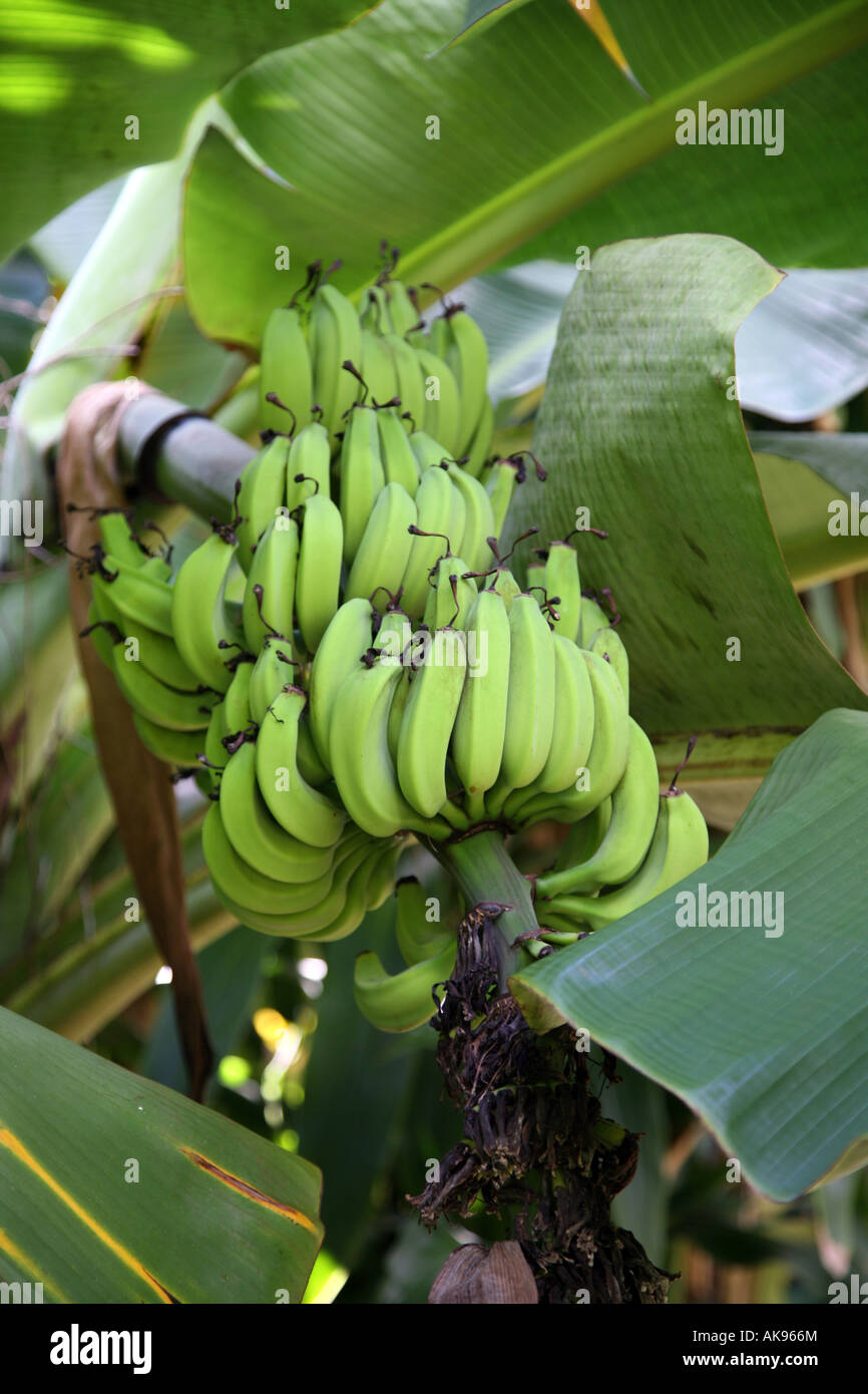 Dwarf Banana Plant growing in Florida Stock Photo Alamy