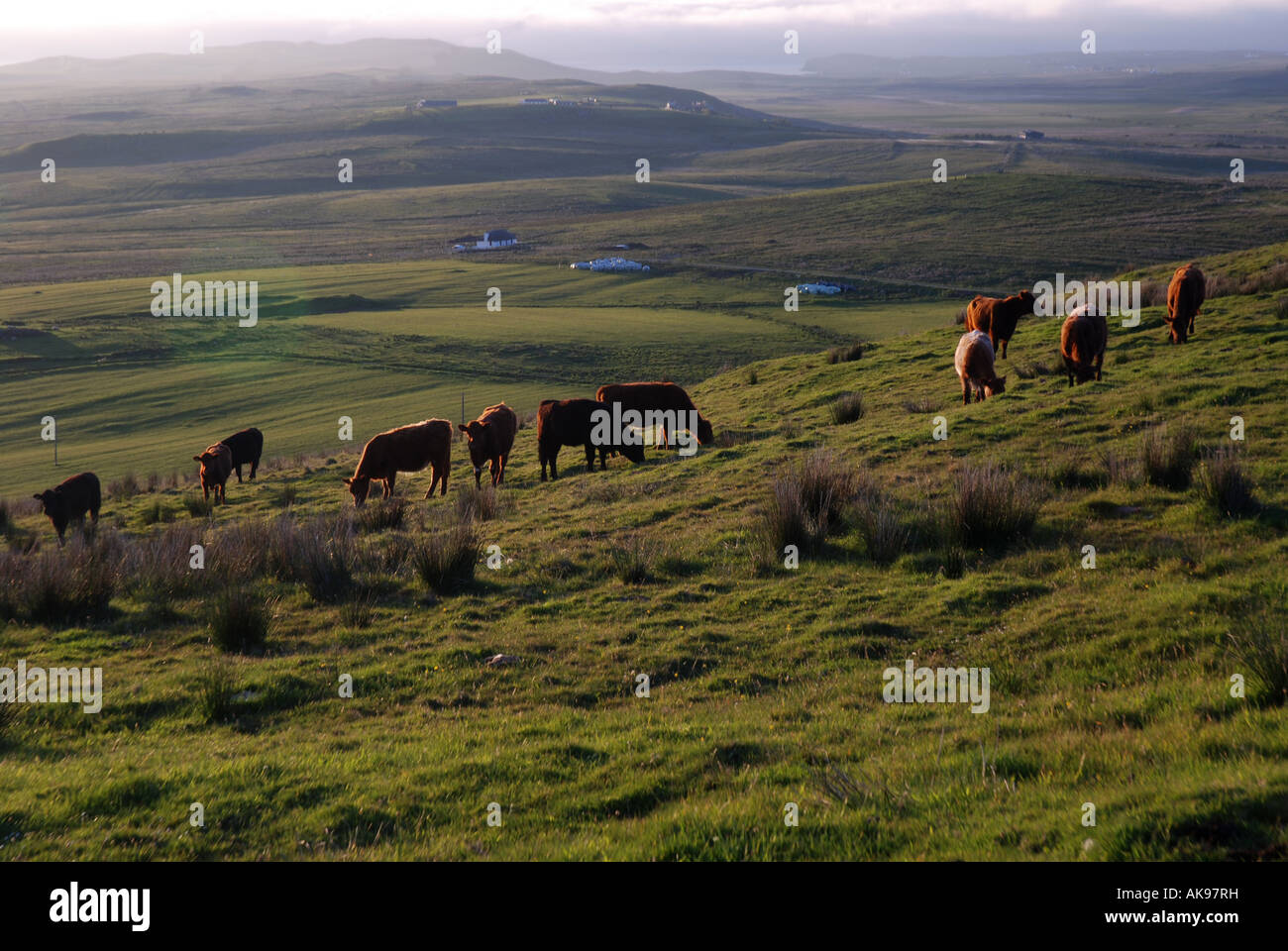 Scottish Highland cattle grazing near Kilmuir, Island of Skye, Inner Hebrides, Scotland Stock Photo