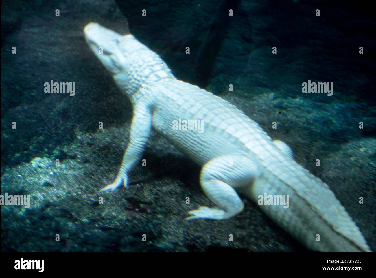 Albino alligator resting underwater Stock Photo