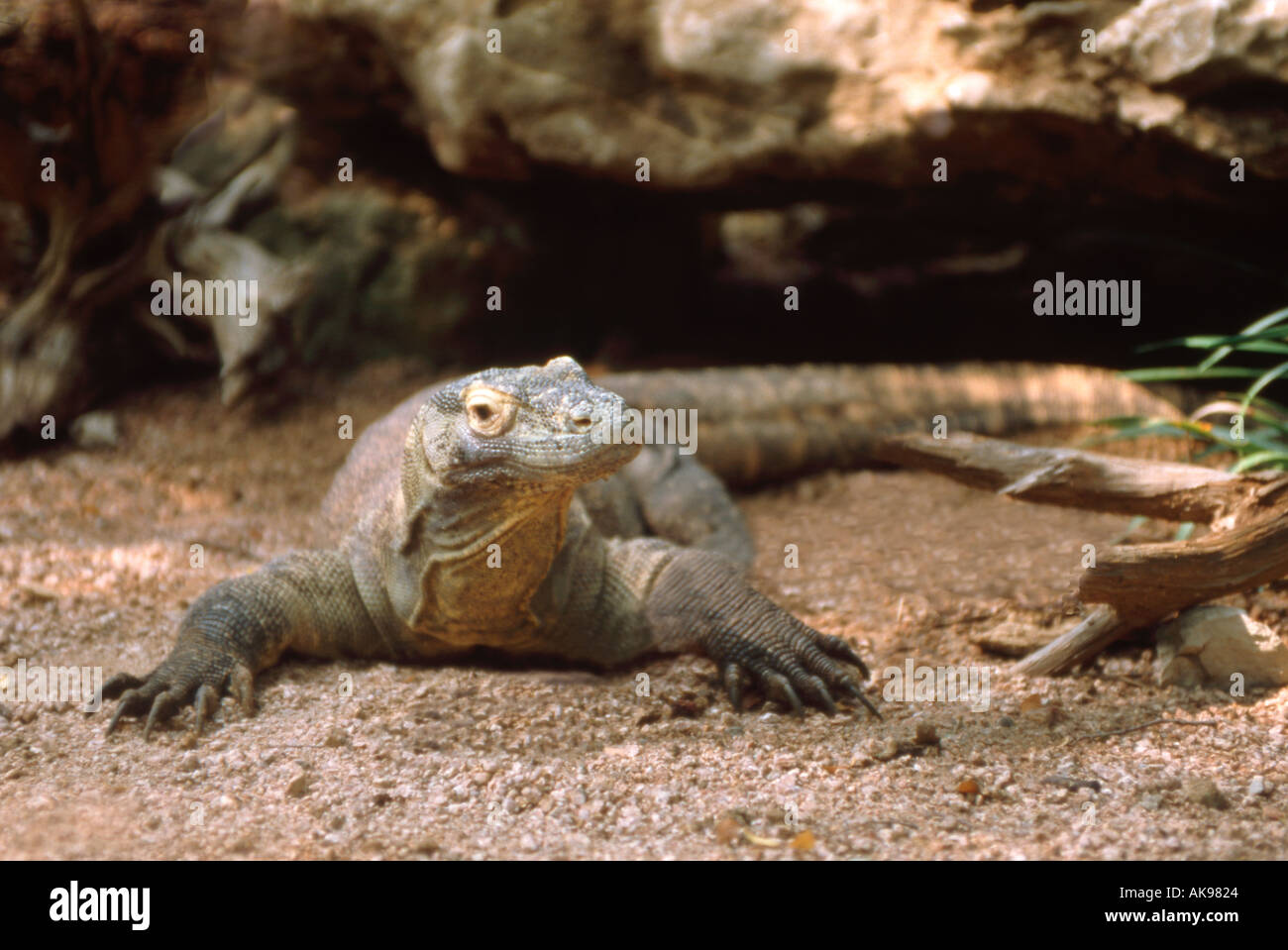 Komodo dragon in natural environment Stock Photo