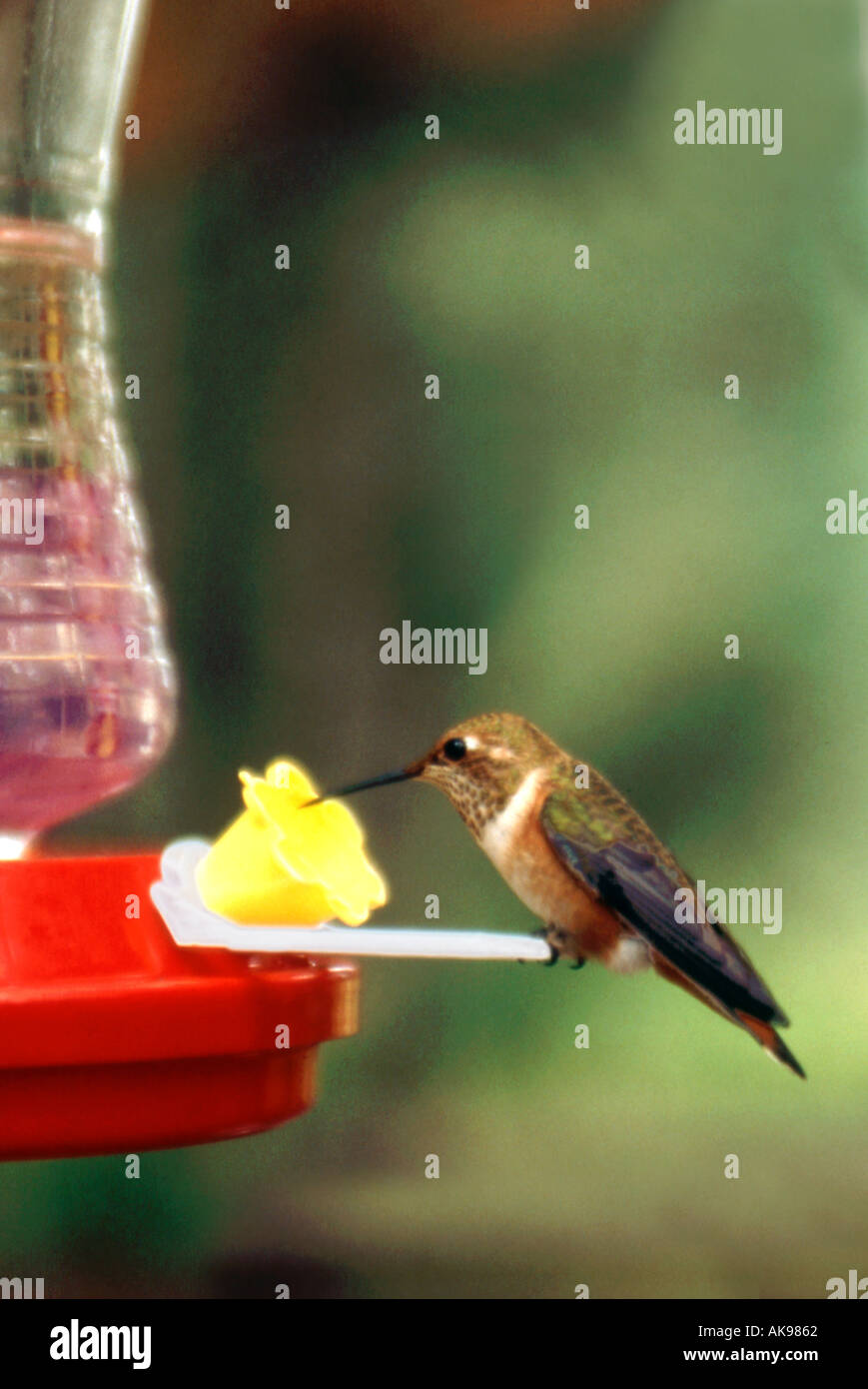 Hummingbird Feeding From Sugar Water Feeder Stock Photo 1284193