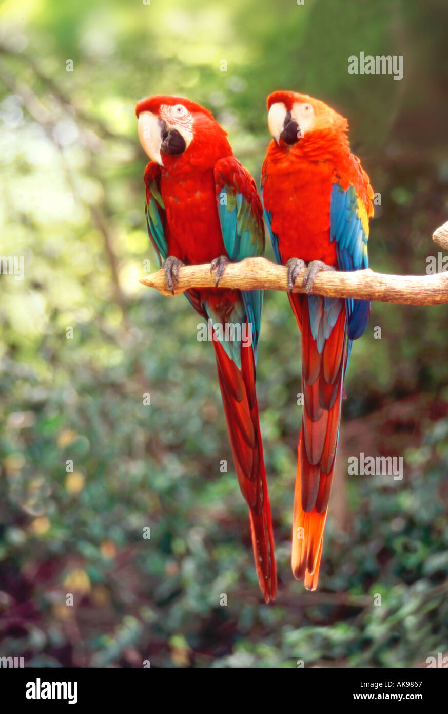 Macaws  perched on branch Stock Photo
