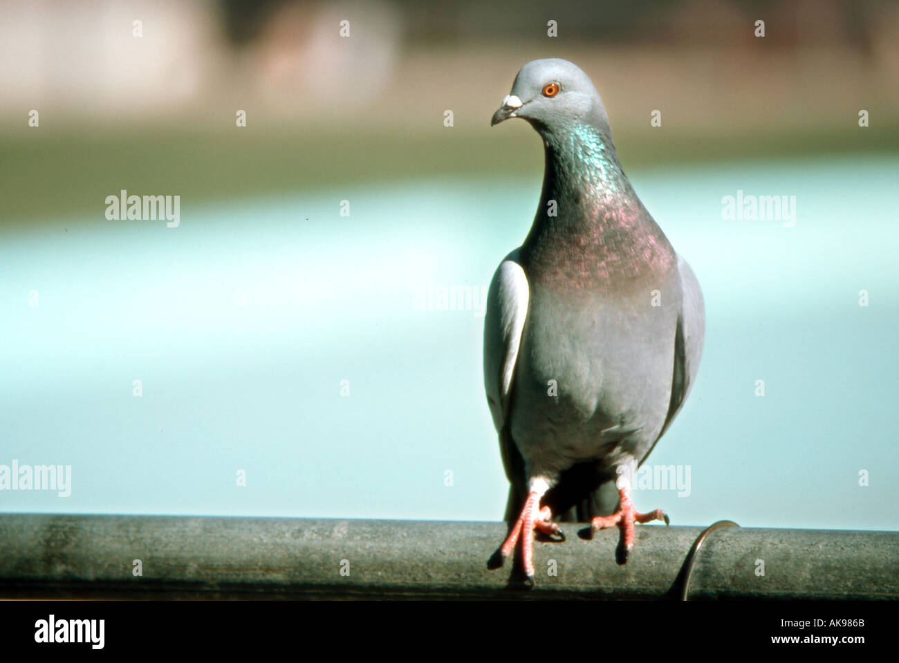 pigeon sitting on fence Stock Photo