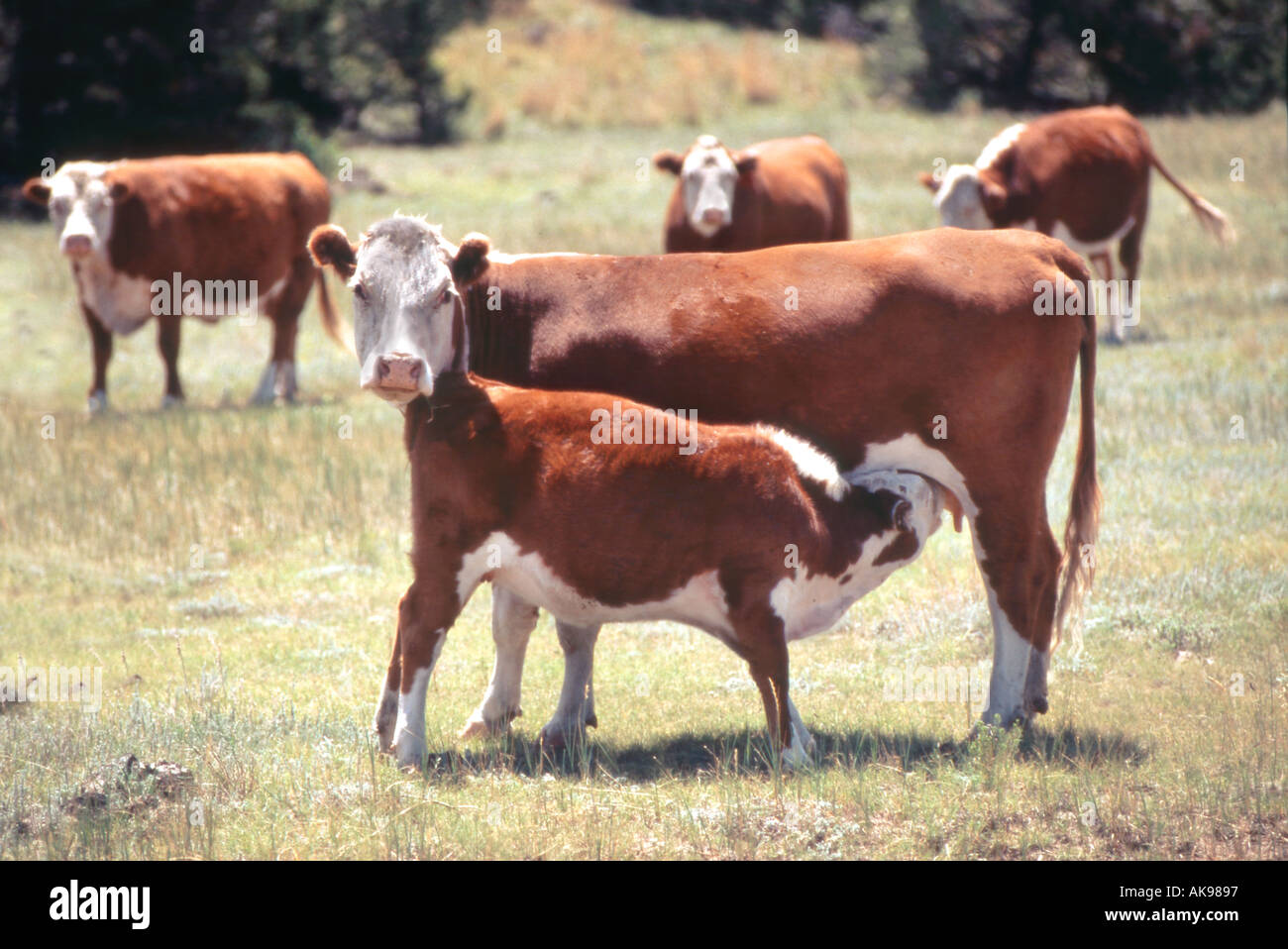 Calf feeding from mother cow Stock Photo Alamy