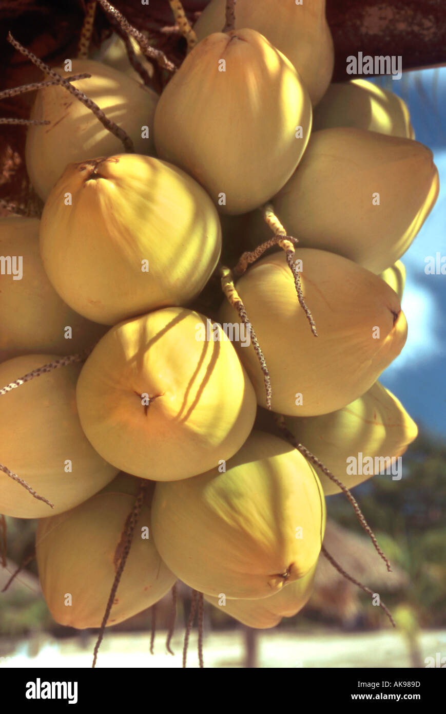 Close up of coconuts on tree Stock Photo