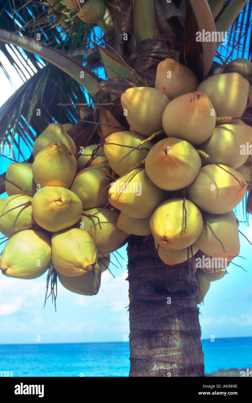 Close up of coconuts on tree Stock Photo