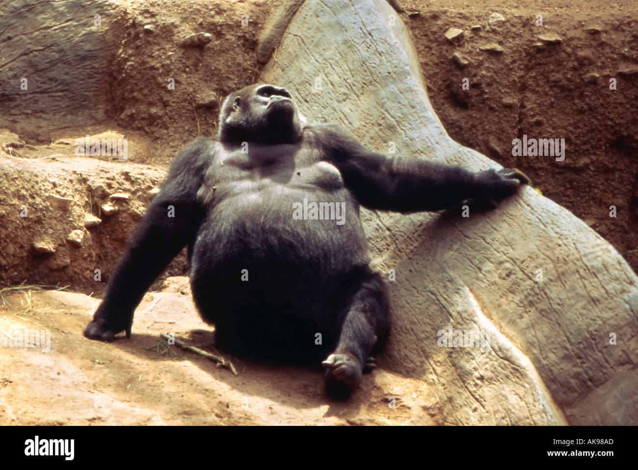 Western lowland gorilla Stock Photo Alamy