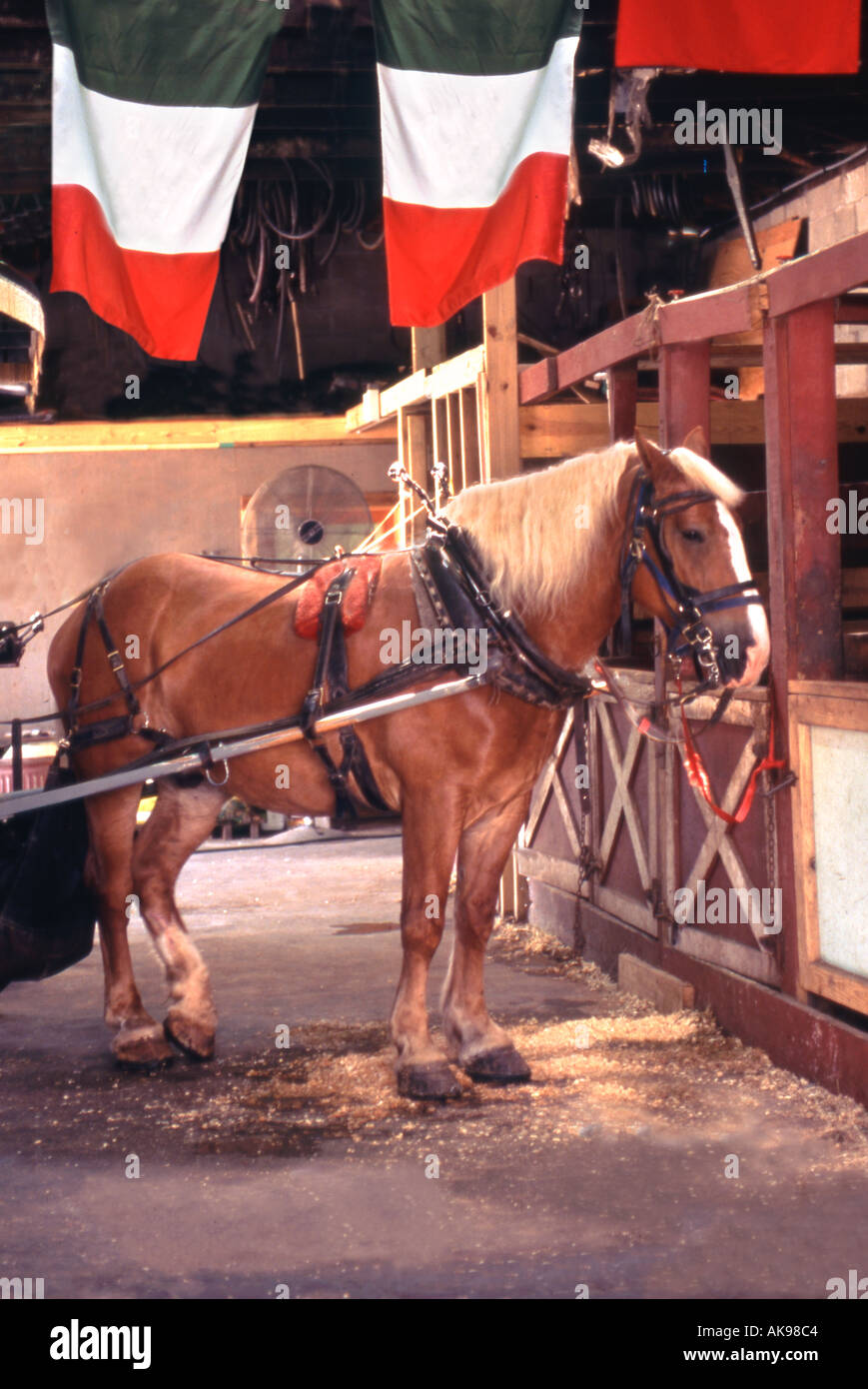 Irish work horse standing in stable with flags Stock Photo Alamy