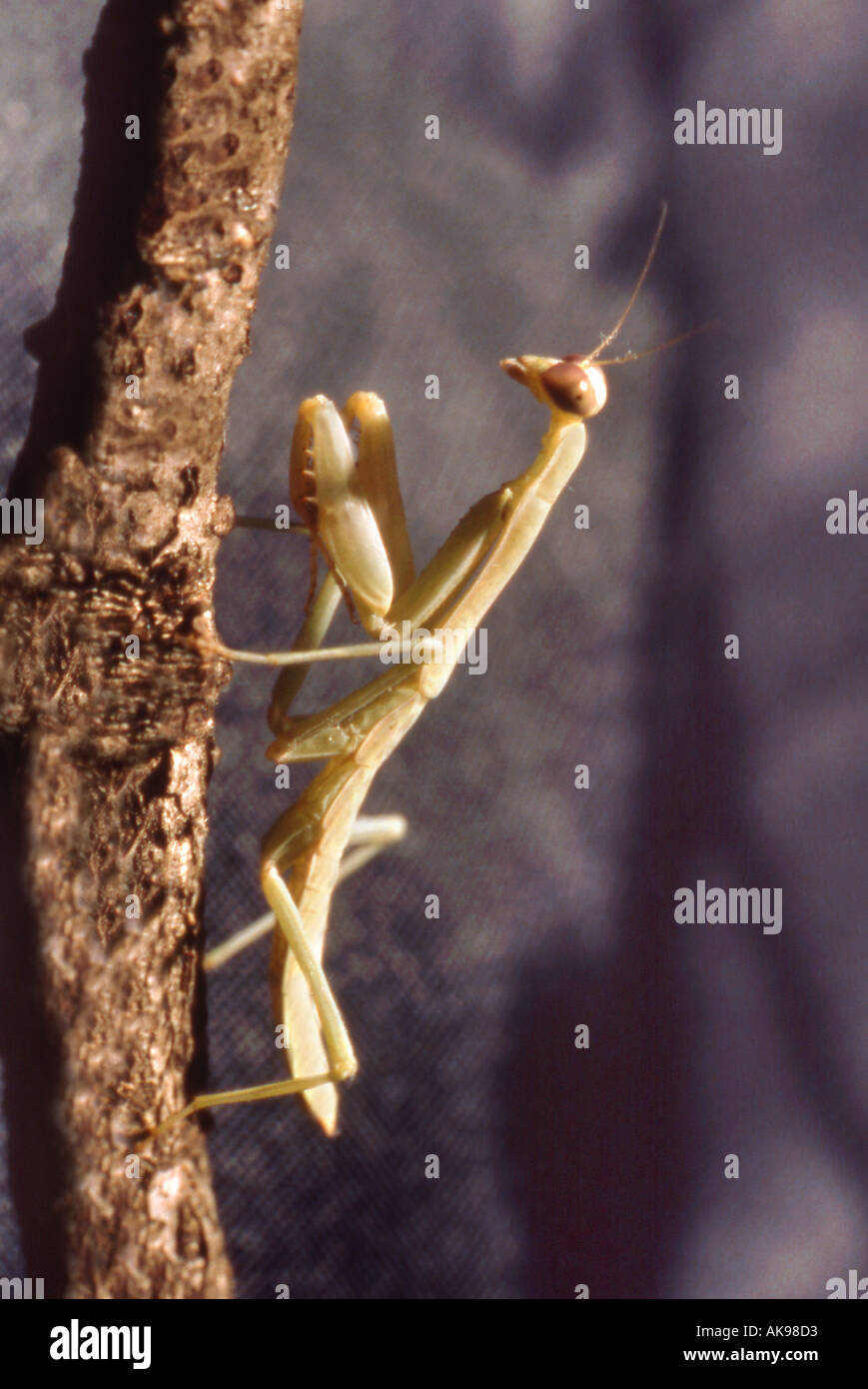 Praying mantis Stock Photo
