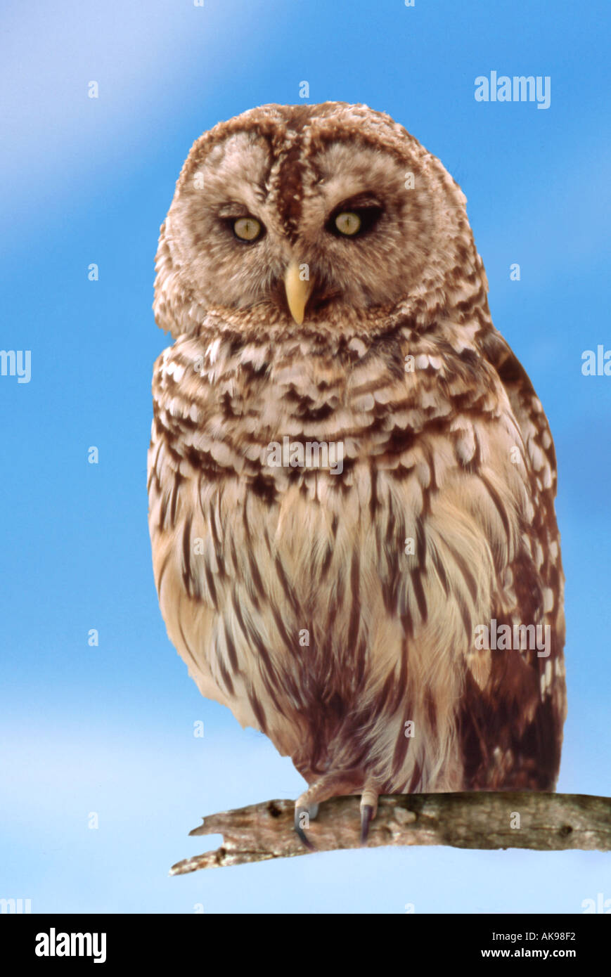 Owl sitting on tree branch Stock Photo