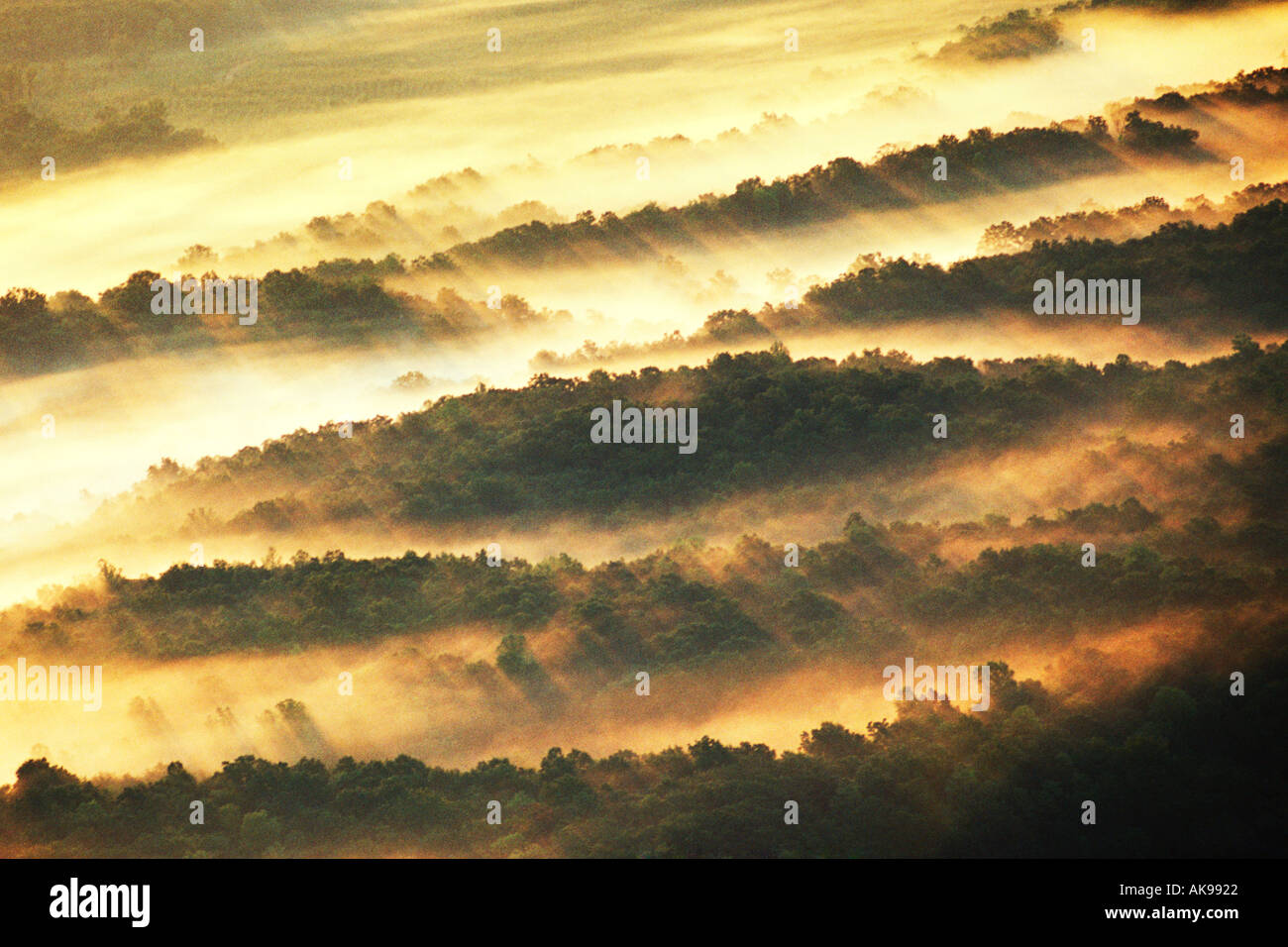 Sun Ray Trees Stock Photo - Alamy