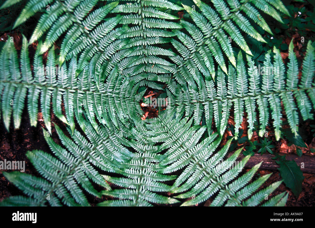 Green fern fractal hi-res stock photography and images - Alamy