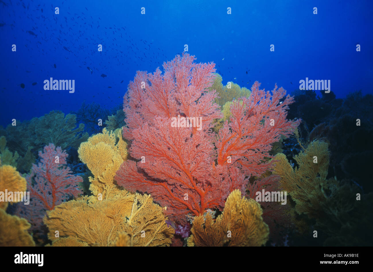 Hard coral Melithaea ocracea Stock Photo