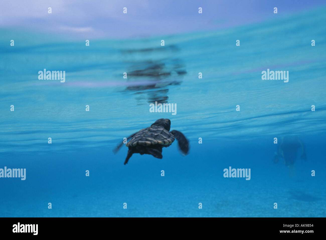 Loggerhead turtle baby hi-res stock photography and images - Alamy