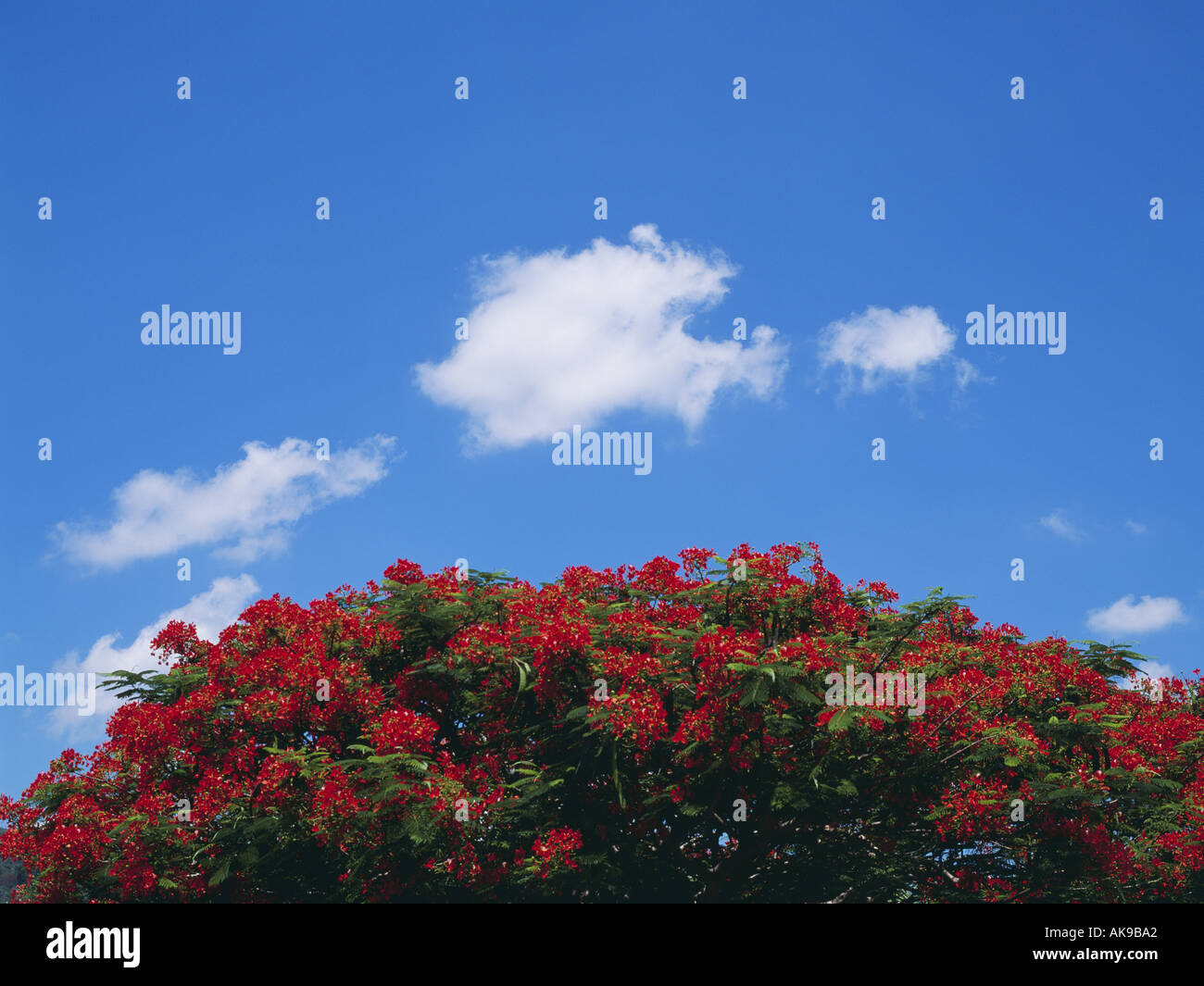 Flame trees in bloom hi-res stock photography and images - Alamy