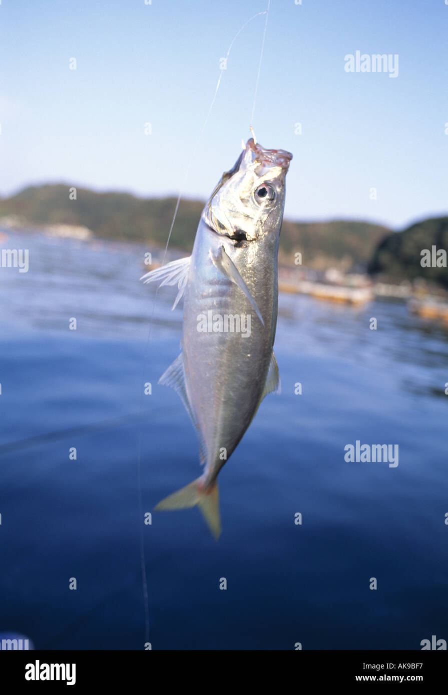 Yellowfin horse mackerel Stock Photo Alamy