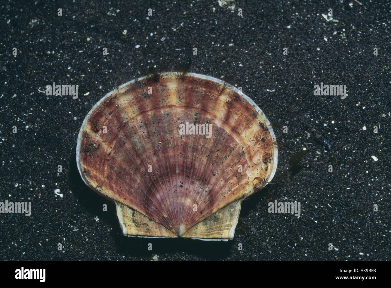 What Does A Scallop Look Like Prepare For An Underwater Adventure - 3ss58oo