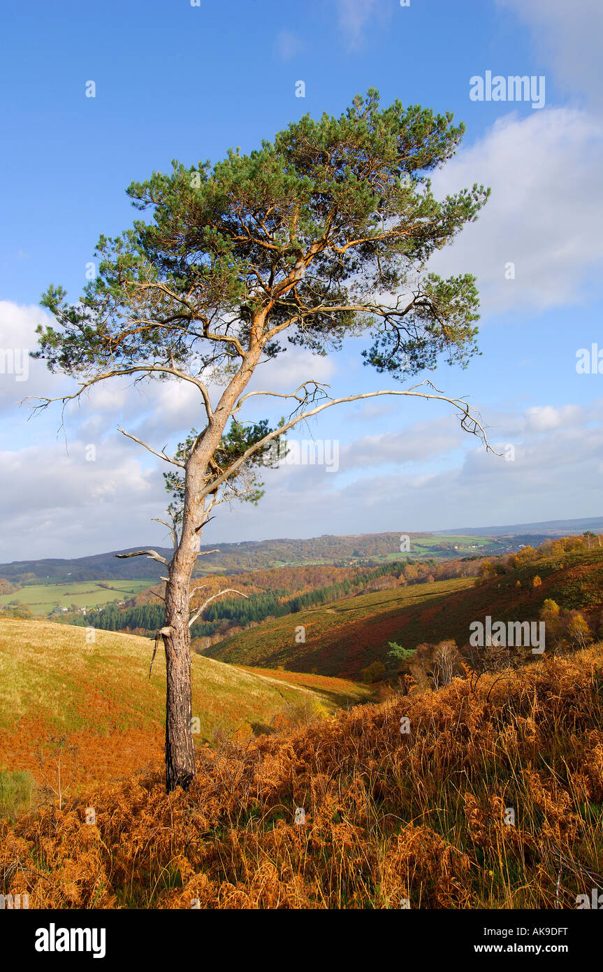 Single Scots Pine tree on Trendlebere Down on Dartmoor with autumnal trees in the background Stock Photo