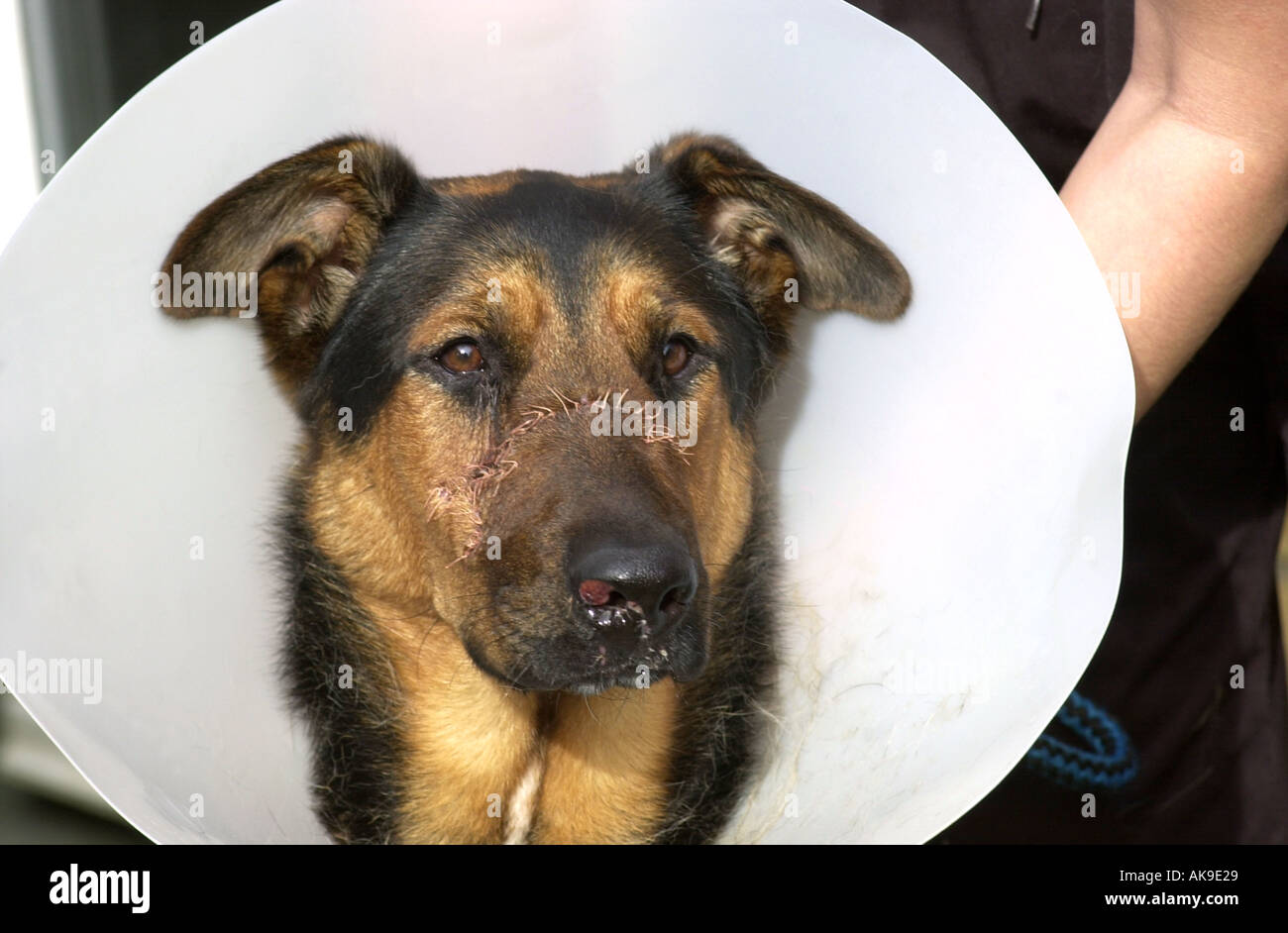 How Do I Keep My Dog From Scratching His Stitches