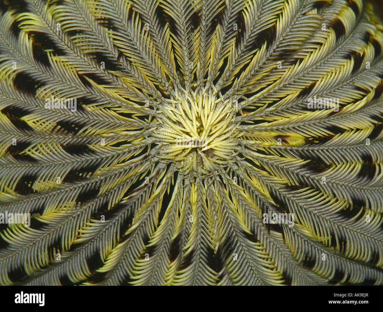 Feather star open to feed Stock Photo