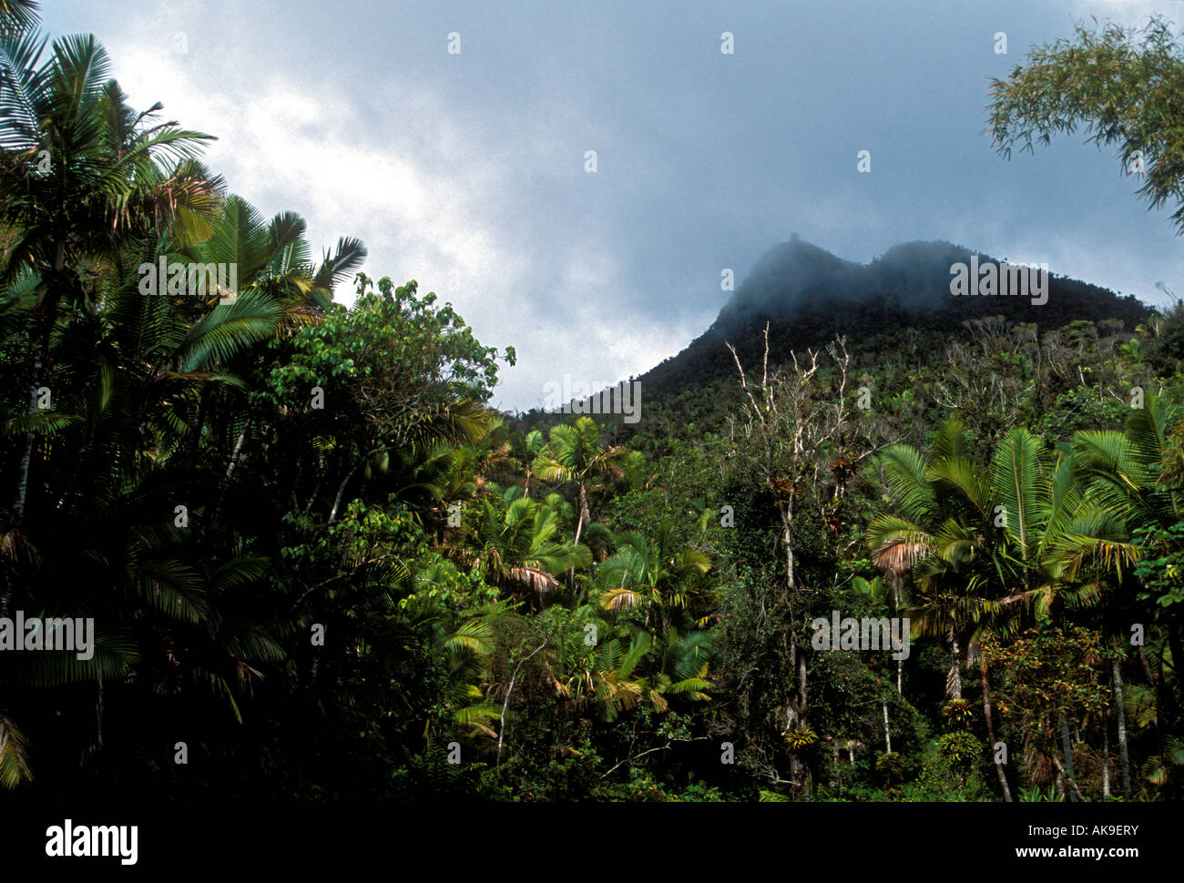 El Yunque National Forest Reserve, Caribbean National Forest, United