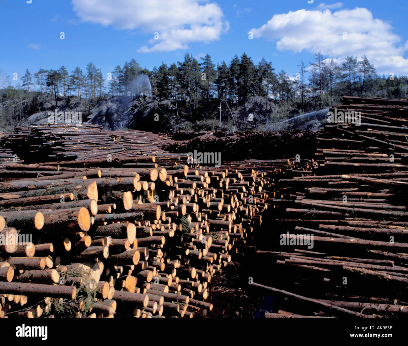 Stock piled logs being sprayed with water at a timber processing plant