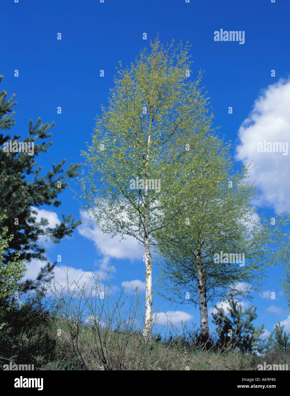 Silver birch trees (Betula pendula Stock Photo Alamy