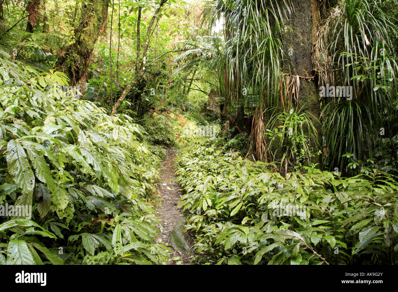 Trail in tropical forest Stock Photo - Alamy