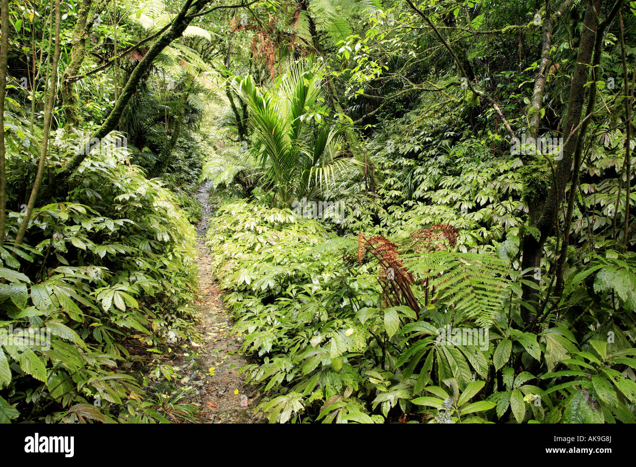 Trail in tropical forest Stock Photo - Alamy