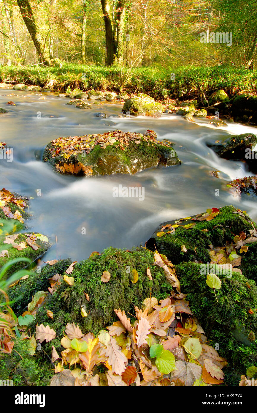 East Dart River on Dartmoor Devon flowing through autumnal woodland with fallen leaves all around Stock Photo