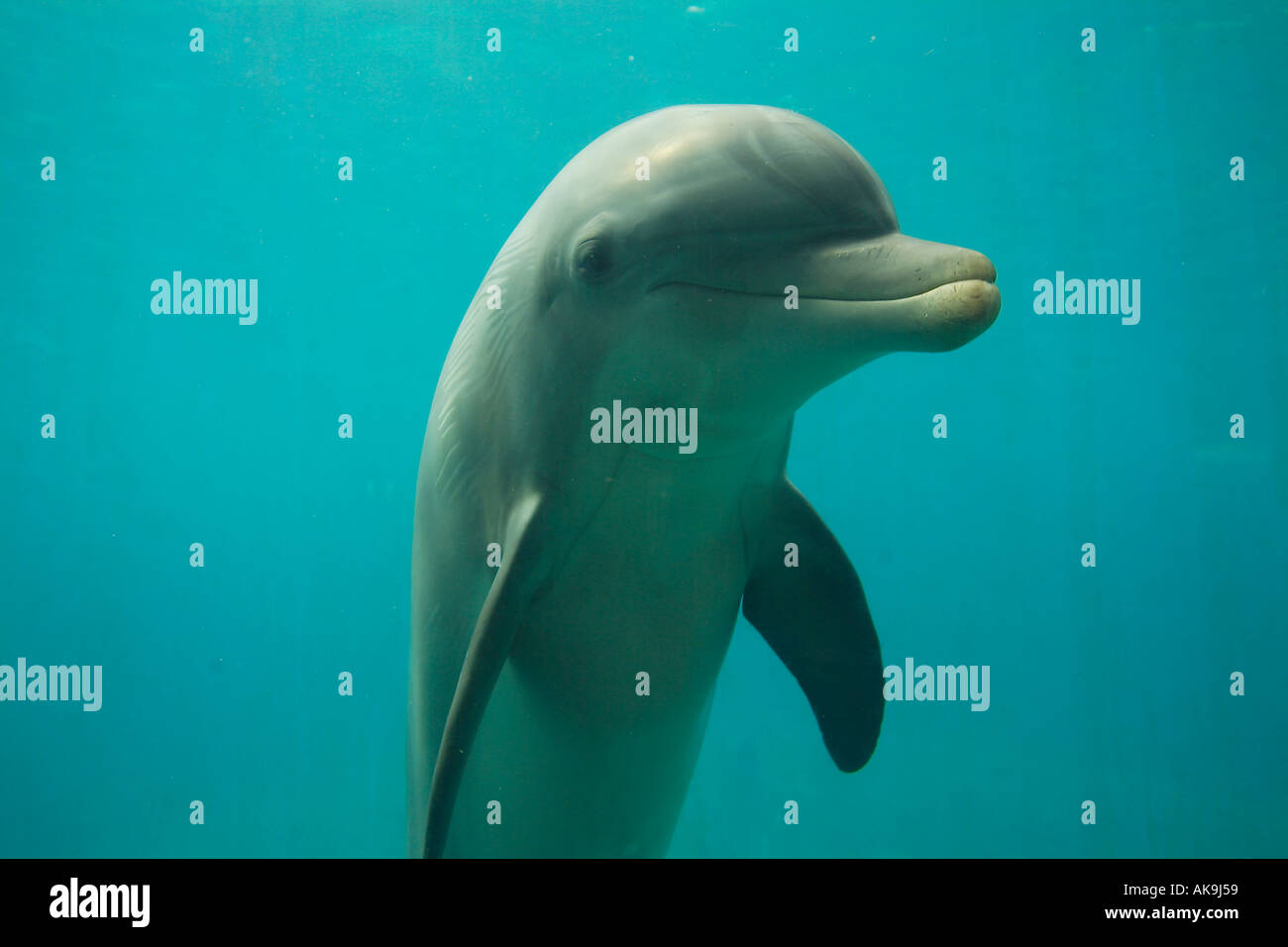 BOTTLENOSED DOLPHIN Tursiops truncatus dolphin underwater Stock Photo
