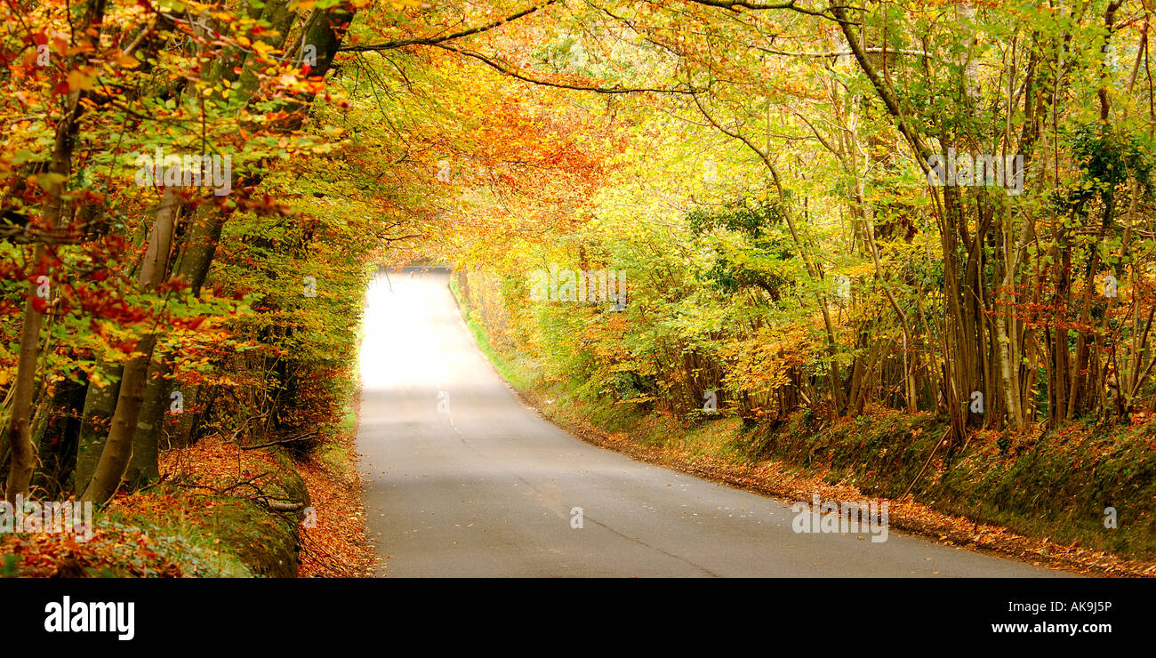 Fantastic panoramic display of golden coloured autumnal trees arching over a quiet country lane with sunlight radiating through Stock Photo